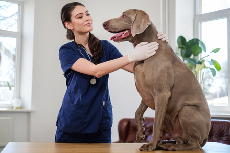 Veterinary surgeon and weimaraner dog at vet clinicの写真素材