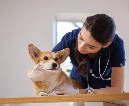 Veterinary surgeon and corgi dog at vet clinicの写真素材