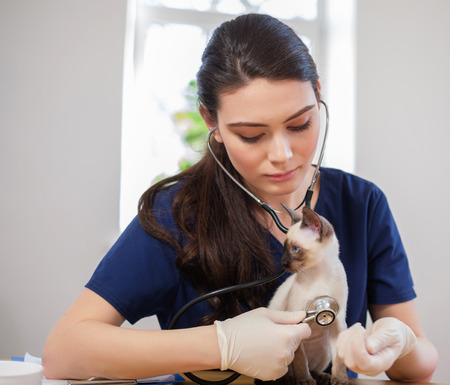Veterinary surgeon and siamese cat at vet clinicの写真素材
