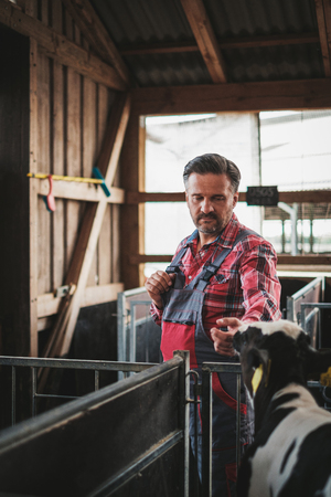 Farmer in a cowshed on a dairy farm.の写真素材