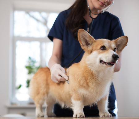 Veterinary surgeon and corgi dog at vet clinicの写真素材
