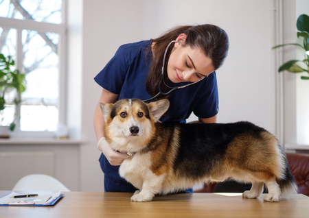 Veterinary surgeon and corgi dog at vet clinicの写真素材