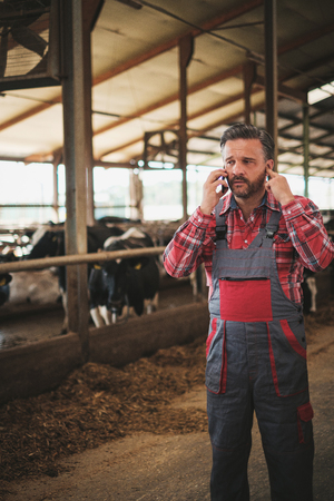 Farmer with a mobile phone in a cowshed on a dairy farm.の写真素材