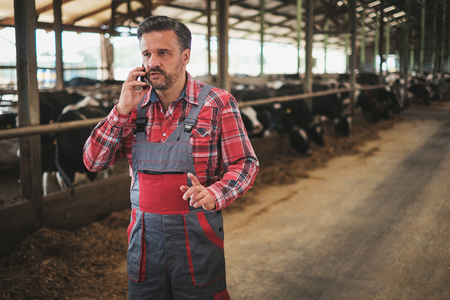 Farmer with a mobile phone in a cowshed on a dairy farm.の写真素材