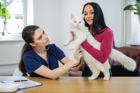 Veterinary surgeon and cat owner at vet clinicの写真素材
