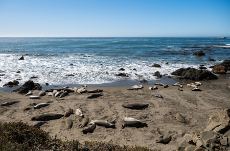 Sea lions resting on a Pacific Coast beach.の写真素材