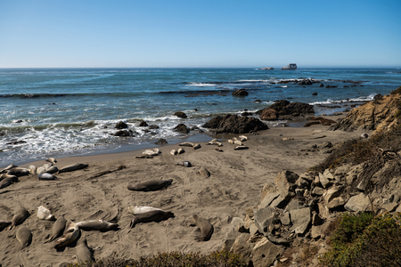 Sea lions resting on a Pacific Coast beach.の写真素材