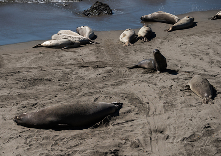 Sea lions resting on a Pacific Coast beach.の写真素材