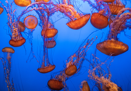 Magnificent exotic jellyfishes in an aquarium.の写真素材