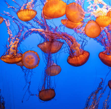 Magnificent exotic jellyfishes in an aquarium.の写真素材
