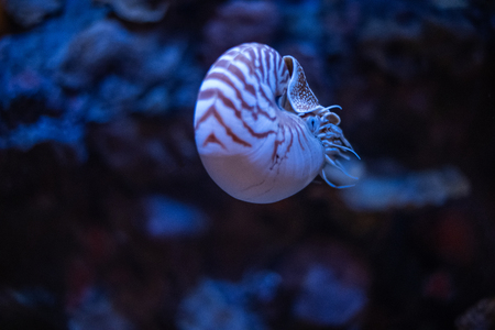 Nautilus swimming in an aquarium.の写真素材