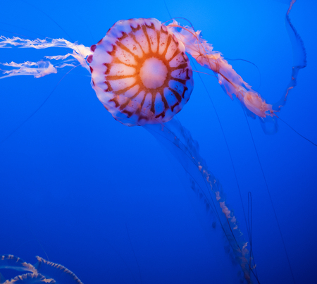 Magnificent exotic jellyfishes in an aquarium.の写真素材