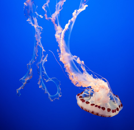 Magnificent exotic jellyfishes in an aquarium.の写真素材