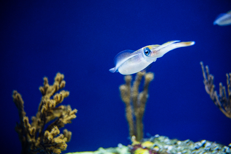 Squid swimming in an aquariumの写真素材