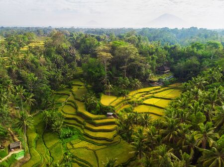 View of Tegalalang Rice Terrace, Baliの写真素材