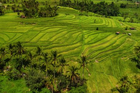 View of Jatiluwih rice terrace, Baliの写真素材