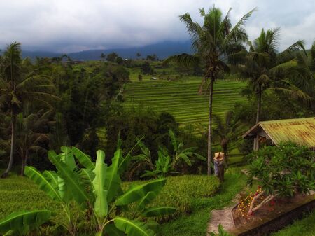 Couple at Jatiluwih rice terrace, Baliの写真素材