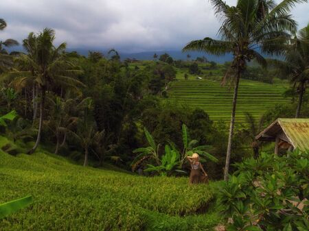 Woman at Jatiluwih rice terrace, Baliの写真素材