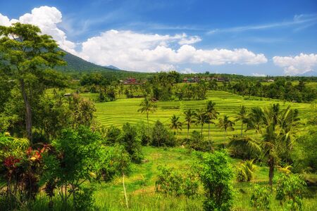 View of Jatiluwih rice terrace, Baliの写真素材