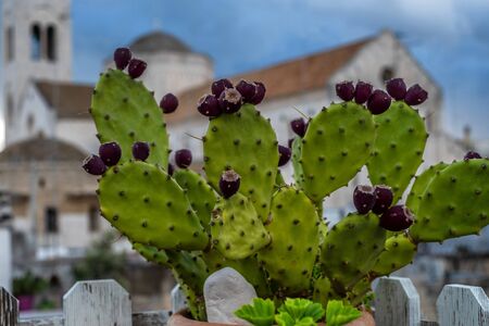 Succulents on a terrace against San Sabino Cathedral in Bari, Italyの写真素材
