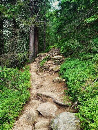 Trail in a beautiful Tatra mountain forest, Slovakia.の写真素材