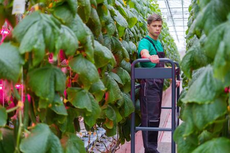 Man working in a greenhouseの写真素材