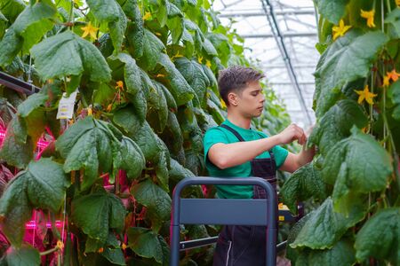 Man working in a greenhouseの写真素材
