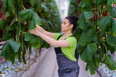 Woman working in a greenhouseの写真素材