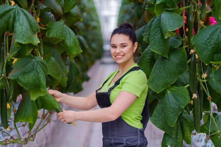 Woman working in a greenhouseの写真素材