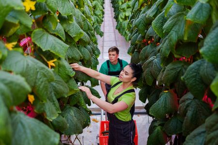 People working in a greenhouse