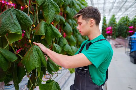 Man working in a greenhouseの写真素材