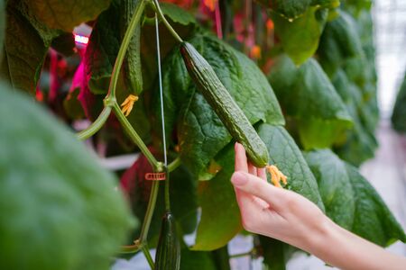 Worker's hand in a greenshouse.の写真素材