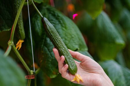 Workers hand in a greenshouseの写真素材