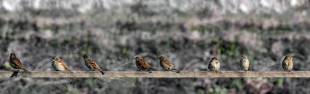 House Sparrows (Passer domesticus) arranged in line on a wooden boardの写真素材