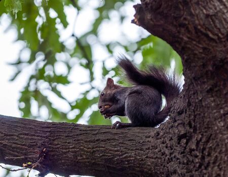 cute Squirrel eating hazelnut on a tree branch.の写真素材