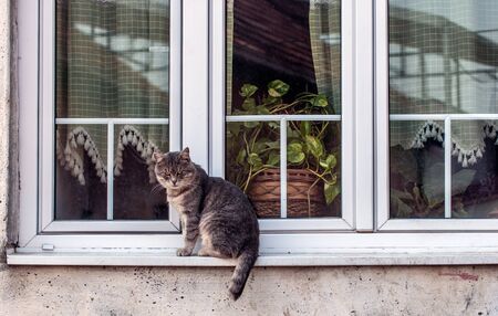 TomCat with half tail resting on the window Sill with flowers, curtains and reflections