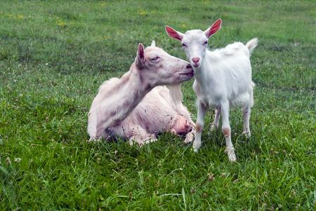 Baby goat with motherの写真素材