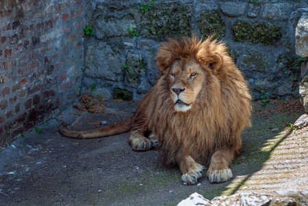 The old lion is resting in the corner of his cageの写真素材