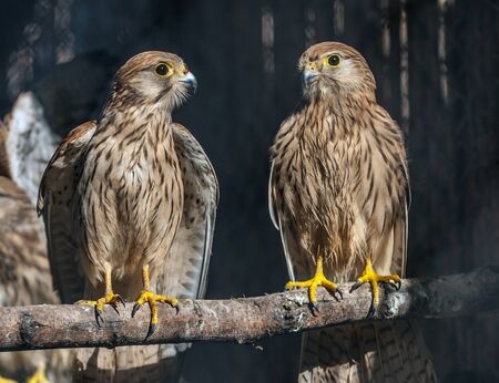 Two Mars harriers on a branchの写真素材
