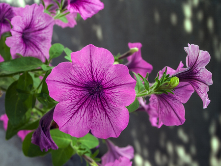 Open Bindweed petals in the garden by the sea