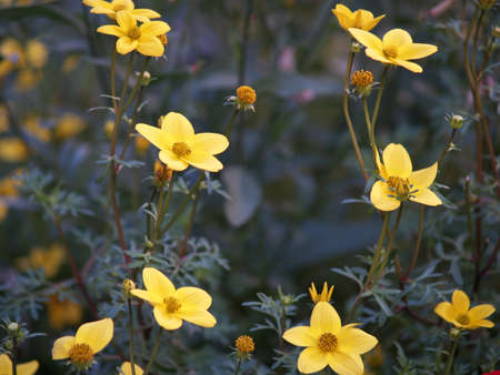 Yellow flowers on the field in soft colors    の写真素材
