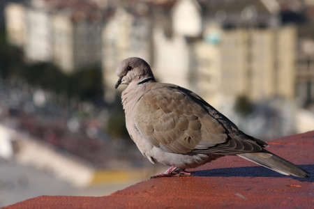Gray dove, sitting on the roof over the town of Nice, Franceの写真素材