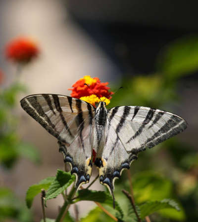 Black-and-white butterfly on a colorful flowerの写真素材
