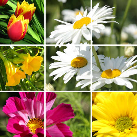 Flower collageの写真素材
