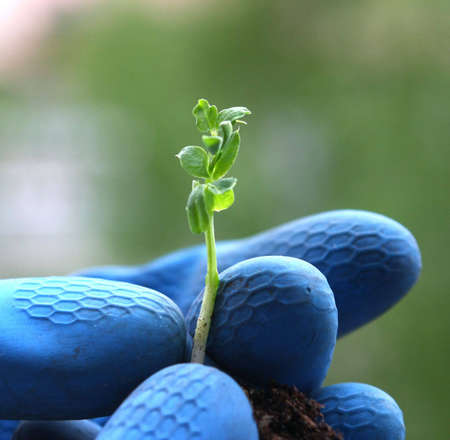 Hand holding a small green plant in gardenの写真素材