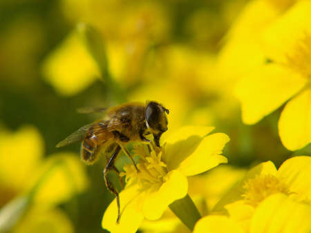 Honey bee collecting pollen on a yellow flowerの写真素材