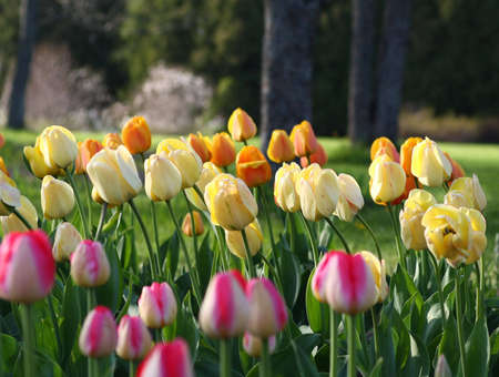 Multicolored tulips in spring gardenの写真素材
