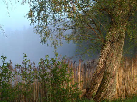 First rays of the sun in a foggy morningの写真素材