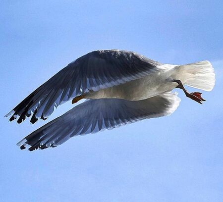 Flying Seagull beauty of nature and birdの写真素材