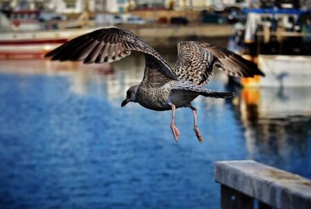 Ocean Bird ready to catch fishの写真素材